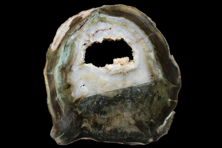 Petrified Wood (Woodworthia) Round With Crystals - Zimbabwe #167927